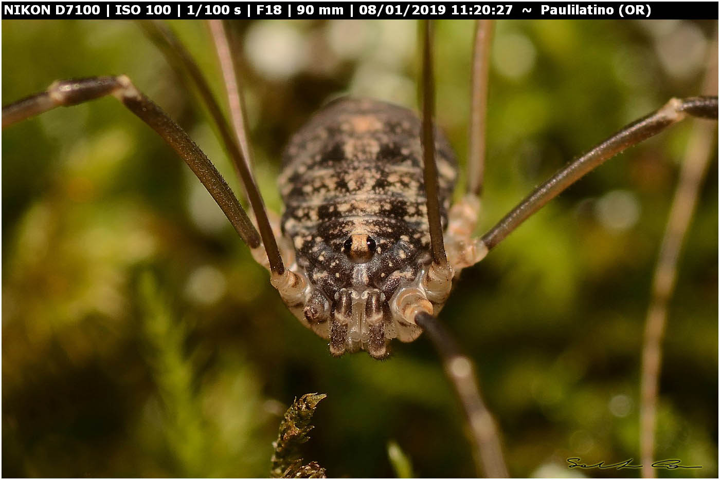 ♀ Nelima doriae (Sclerosomatidae)